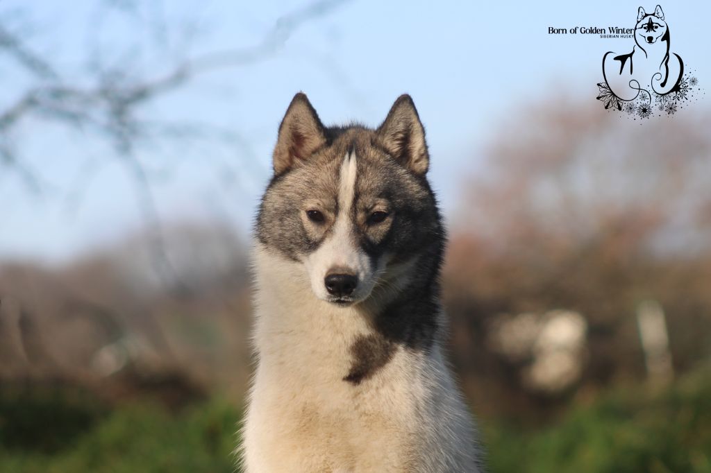 Gorgeous pinto lunation