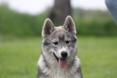 Born Of Golden Winter - Siberian Husky - Portée née le 01/01/2024