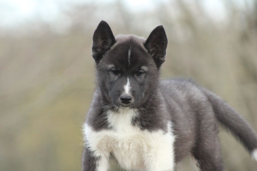 Born Of Golden Winter - Chiot disponible  - Siberian Husky