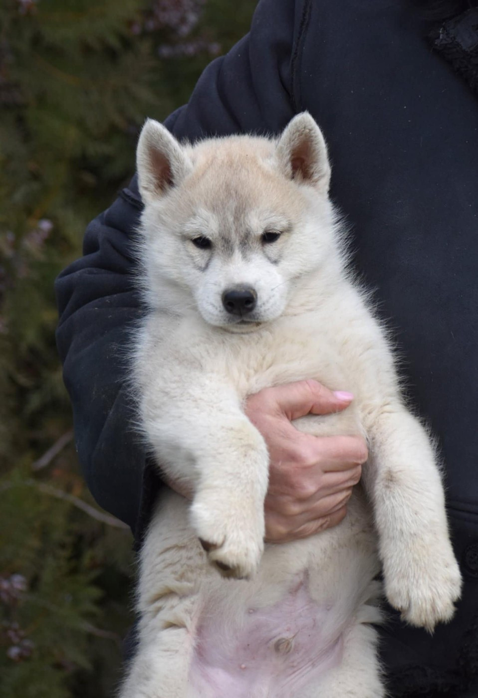 COLD STORM of siberian lady