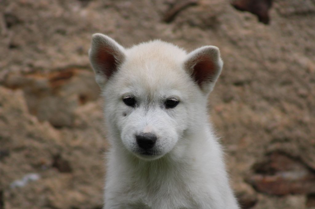 Born Of Golden Winter - Chiots disponibles - Siberian Husky