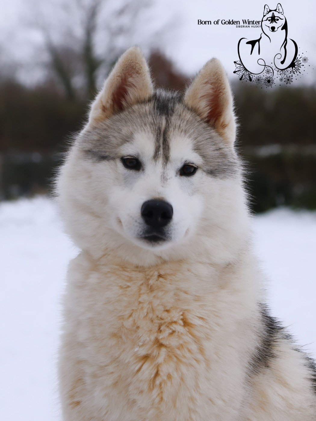 Born Of Golden Winter - Chiots disponibles - Siberian Husky