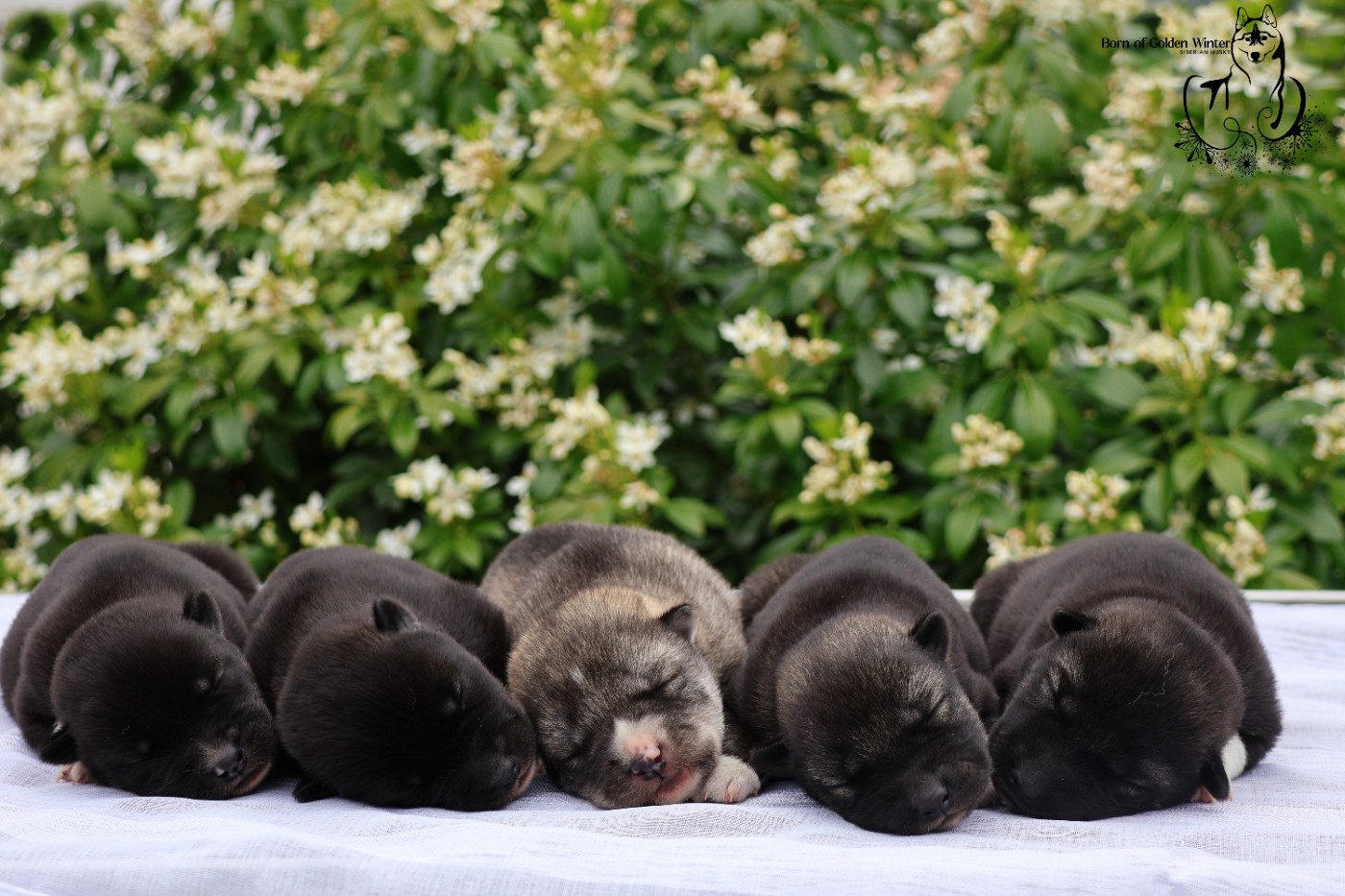 Chiot Siberian Husky Born Of Golden Winter