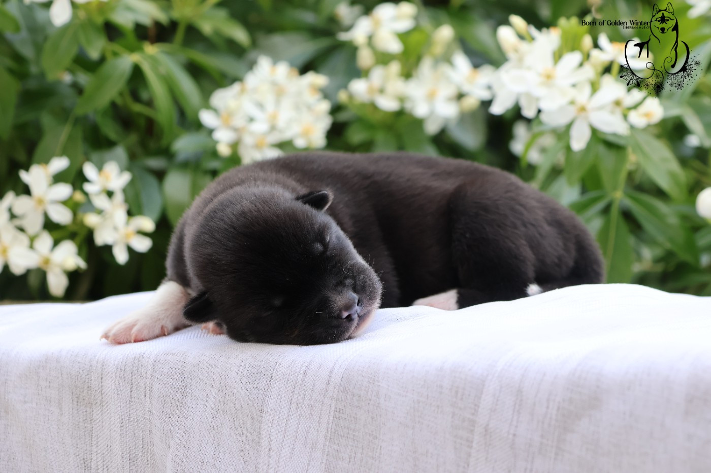 Born Of Golden Winter - Chiots disponibles - Siberian Husky