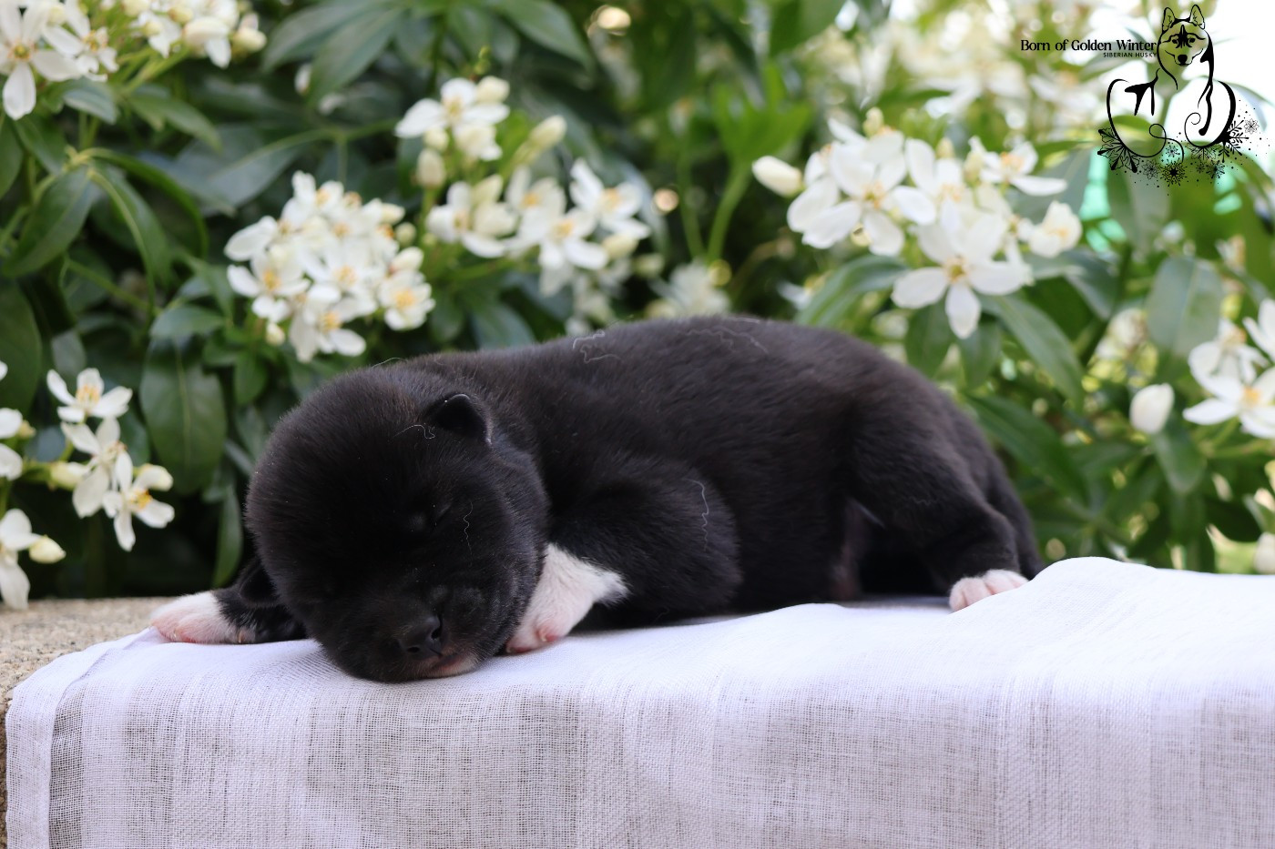 Born Of Golden Winter - Chiots disponibles - Siberian Husky