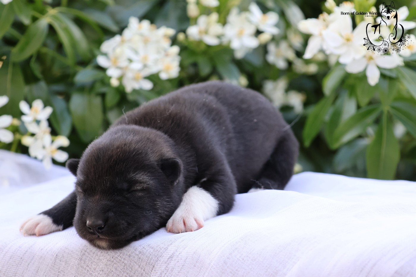 Born Of Golden Winter - Chiots disponibles - Siberian Husky