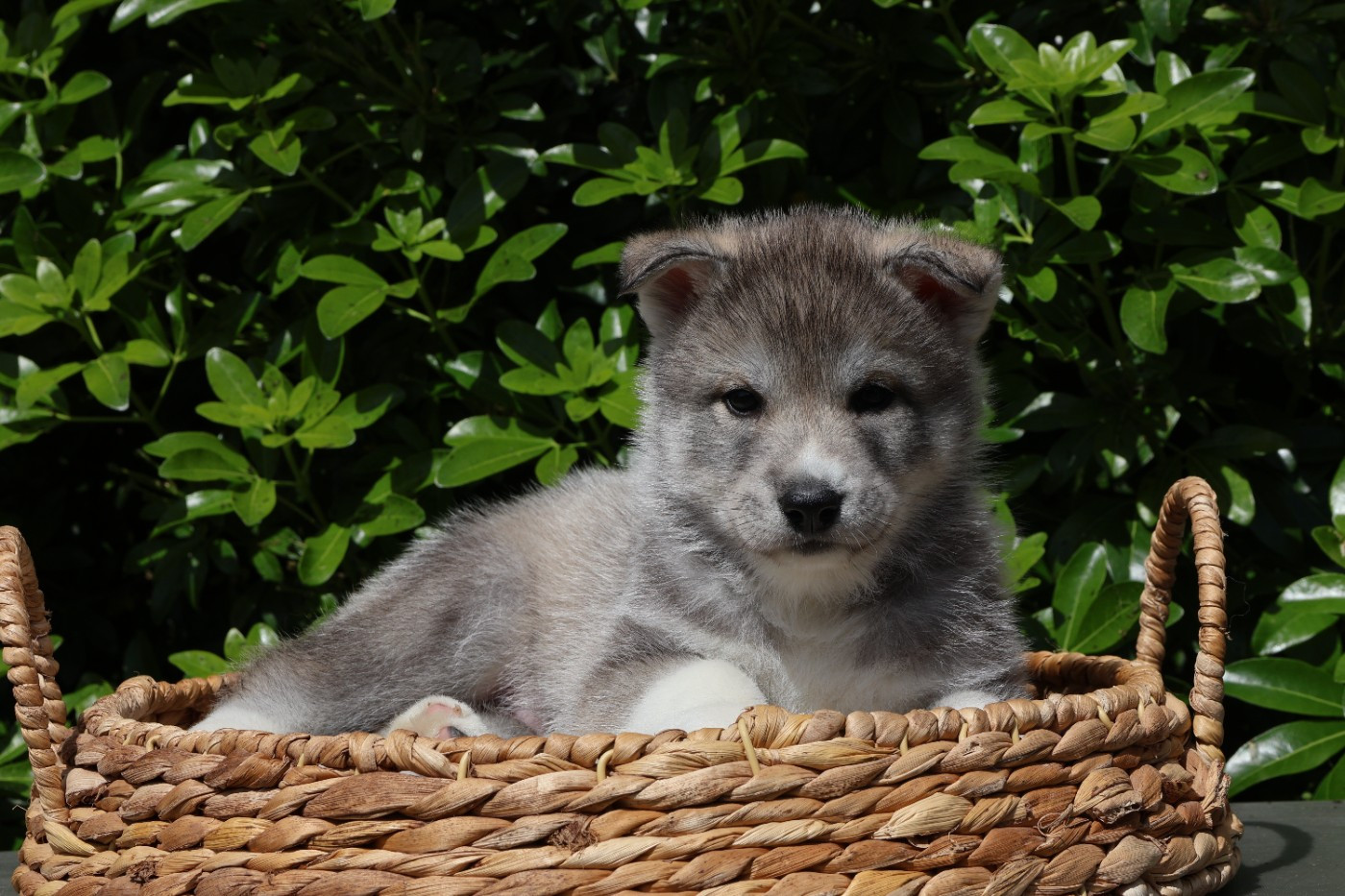 Born Of Golden Winter - Chiots disponibles - Siberian Husky