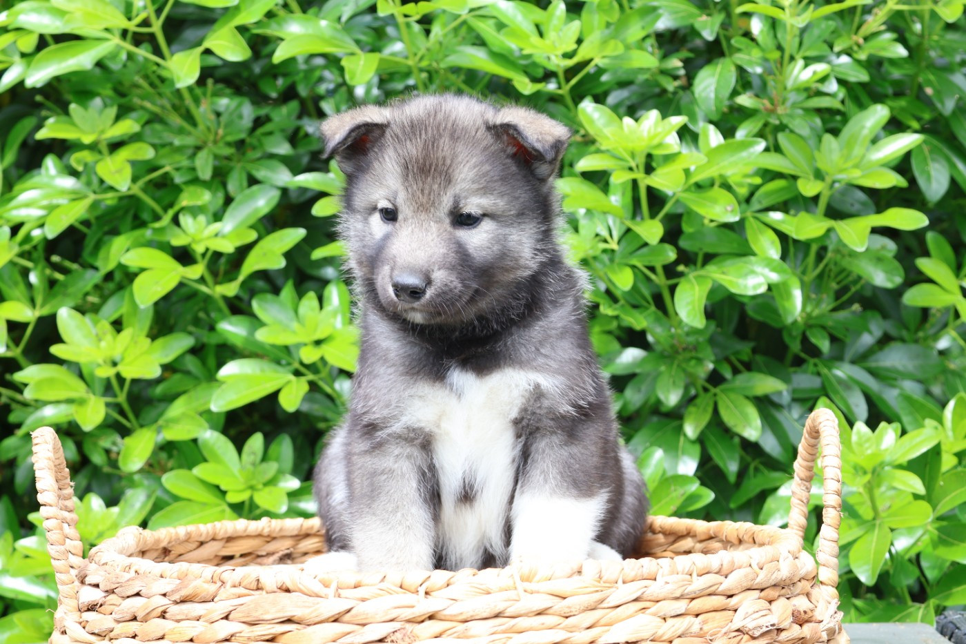 Born Of Golden Winter - Chiots disponibles - Siberian Husky