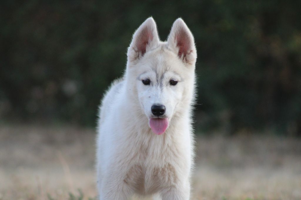 Born Of Golden Winter - Chiots disponibles - Siberian Husky