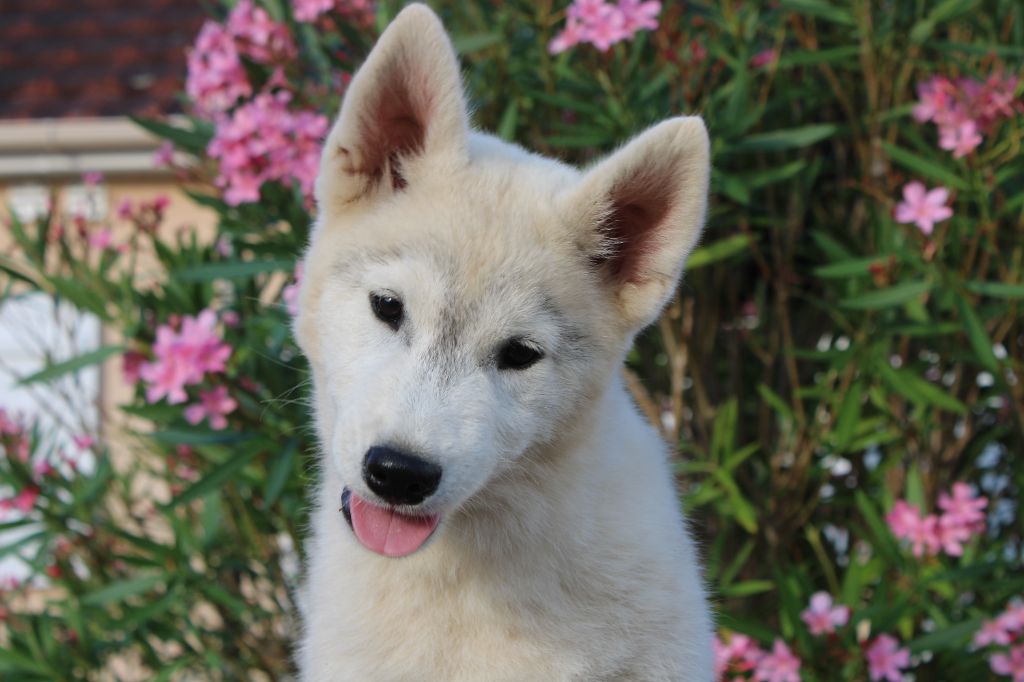 Born Of Golden Winter - Chiots disponibles - Siberian Husky