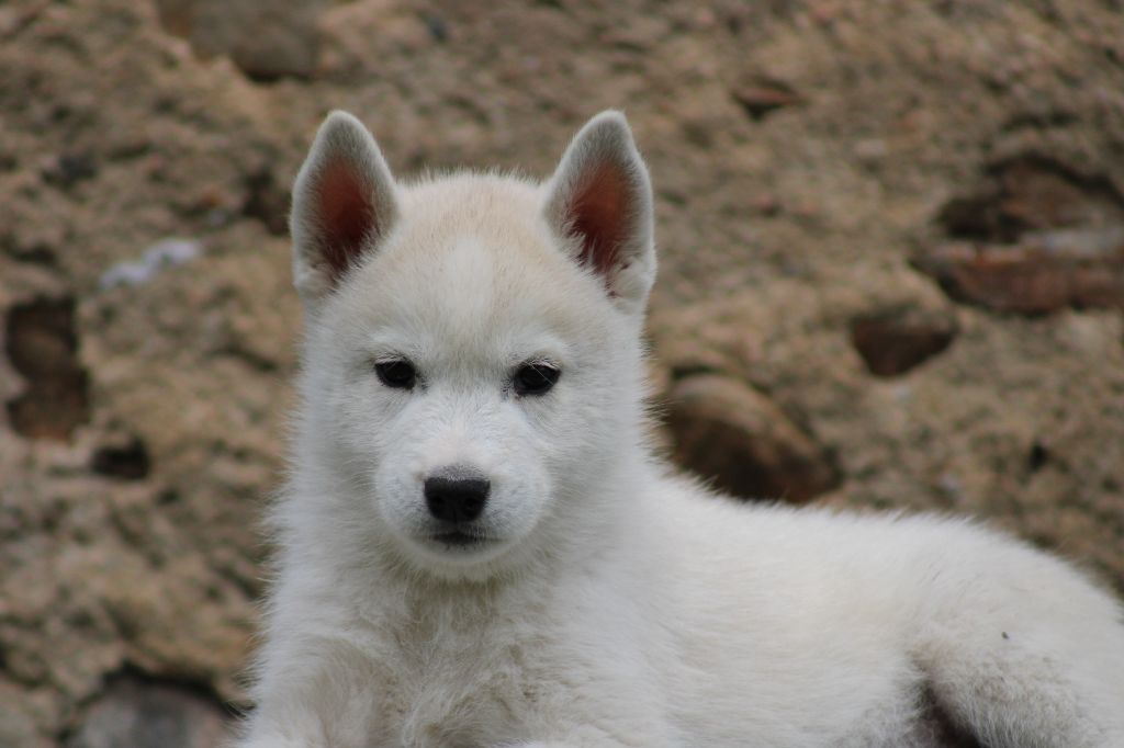 Born Of Golden Winter - Chiots disponibles - Siberian Husky