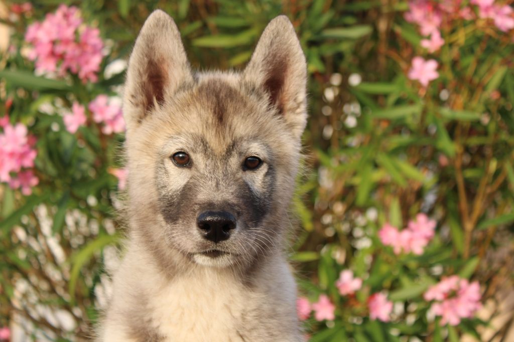 Born Of Golden Winter - Chiots disponibles - Siberian Husky