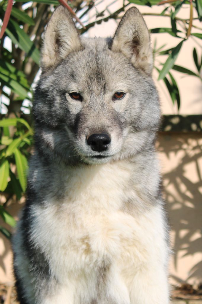 Born Of Golden Winter - Chiots disponibles - Siberian Husky