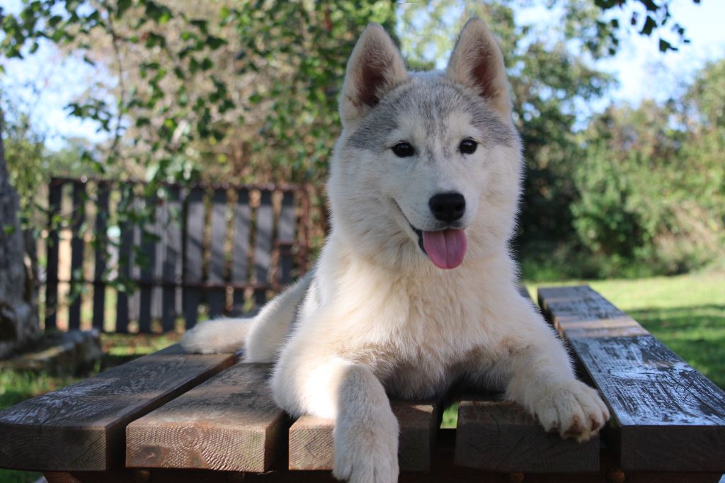 Born Of Golden Winter - Chiots disponibles - Siberian Husky