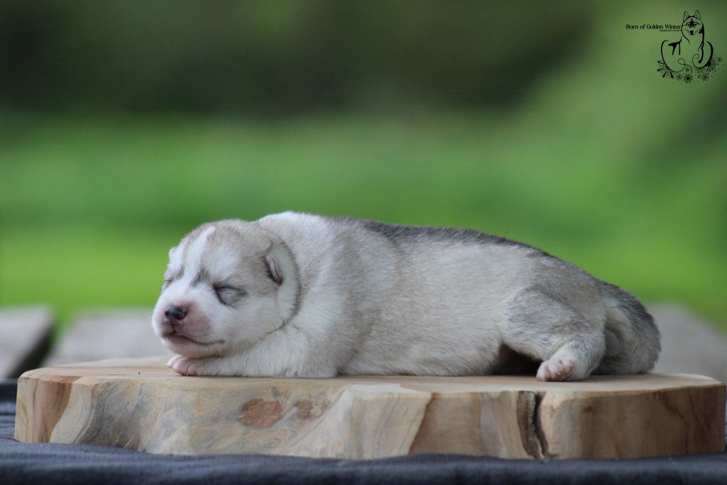 Born Of Golden Winter - Chiots disponibles - Siberian Husky