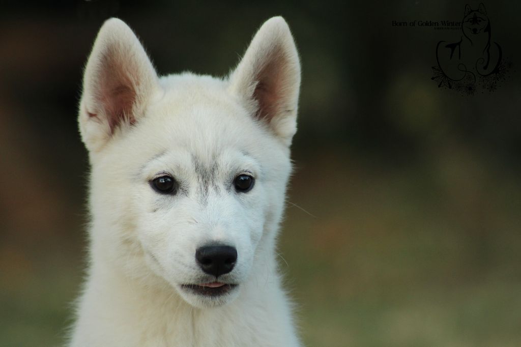 Born Of Golden Winter - Chiots disponibles - Siberian Husky