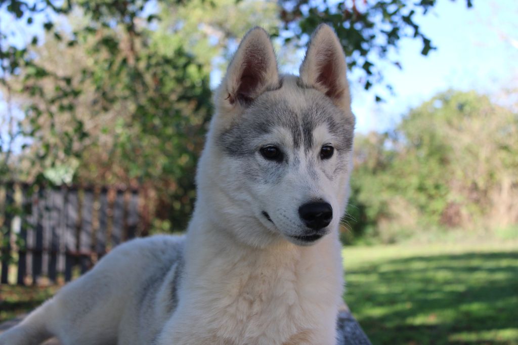 Born Of Golden Winter - Chiots disponibles - Siberian Husky