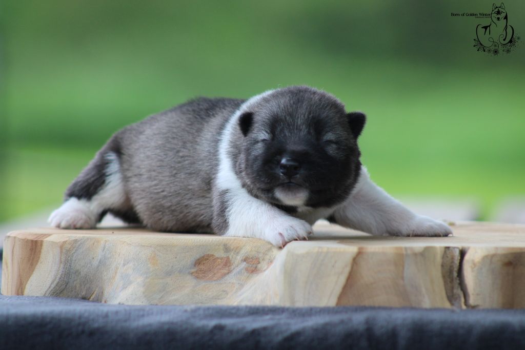 Born Of Golden Winter - Chiots disponibles - Siberian Husky