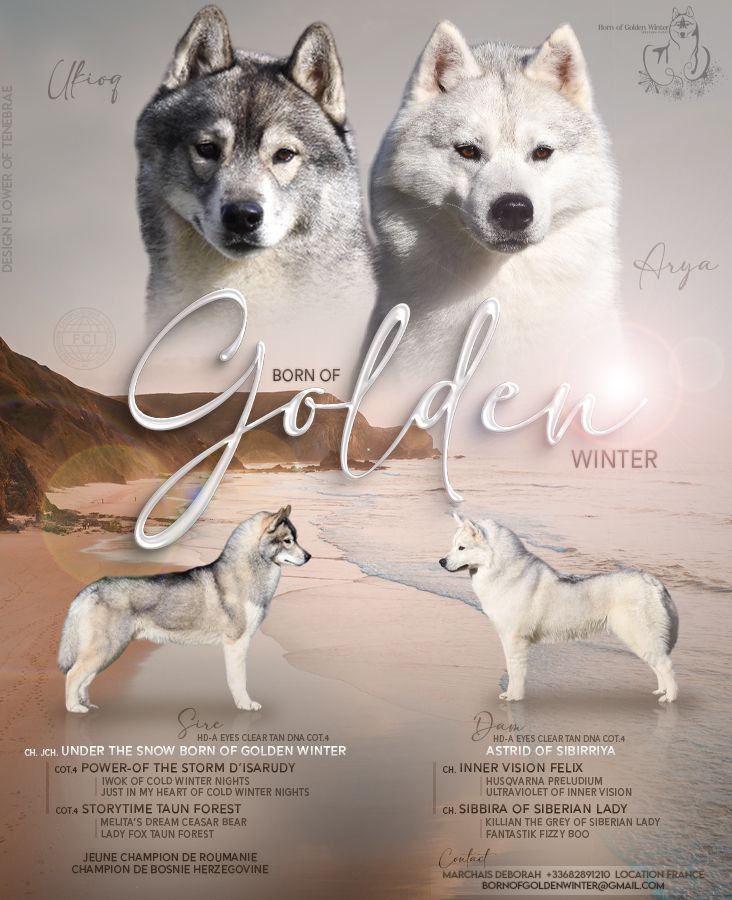 Chiot Siberian Husky Born Of Golden Winter
