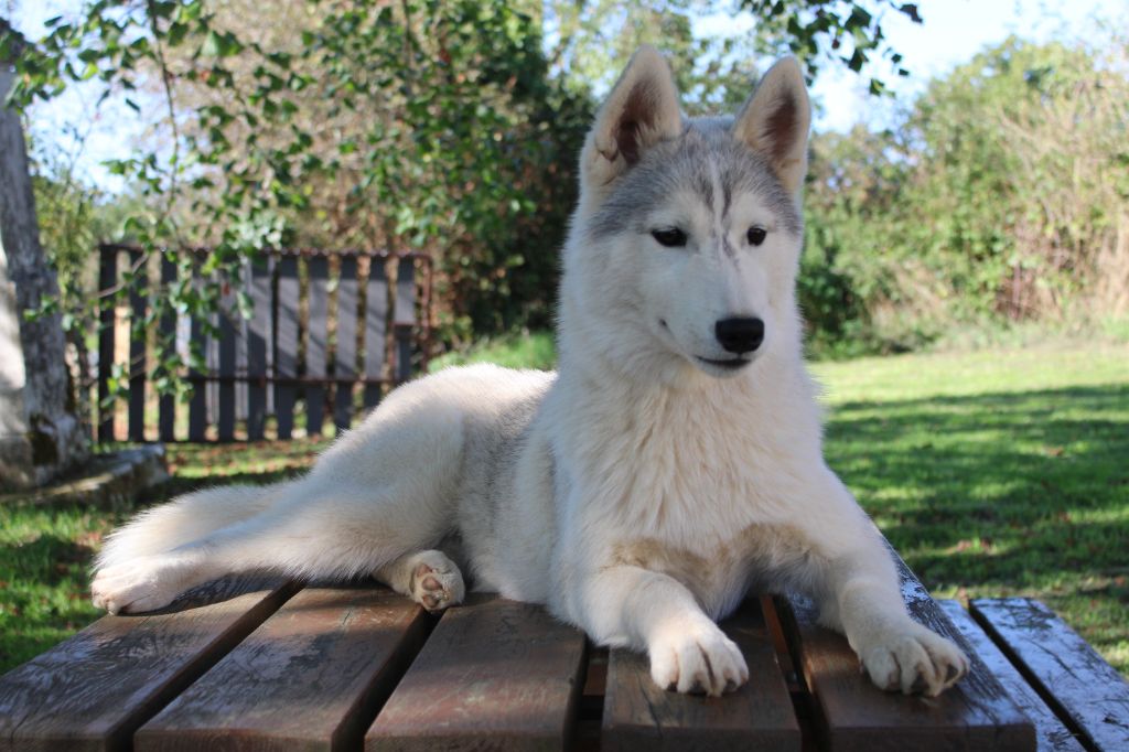 Born Of Golden Winter - Chiots disponibles - Siberian Husky