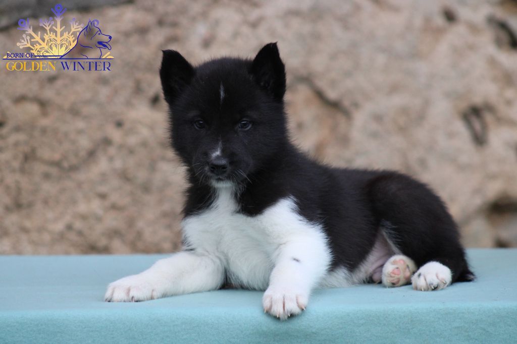 Born Of Golden Winter - Siberian Husky - Portée née le 01/01/2024