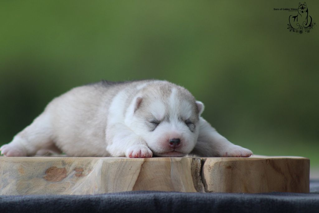 Born Of Golden Winter - Chiots disponibles - Siberian Husky