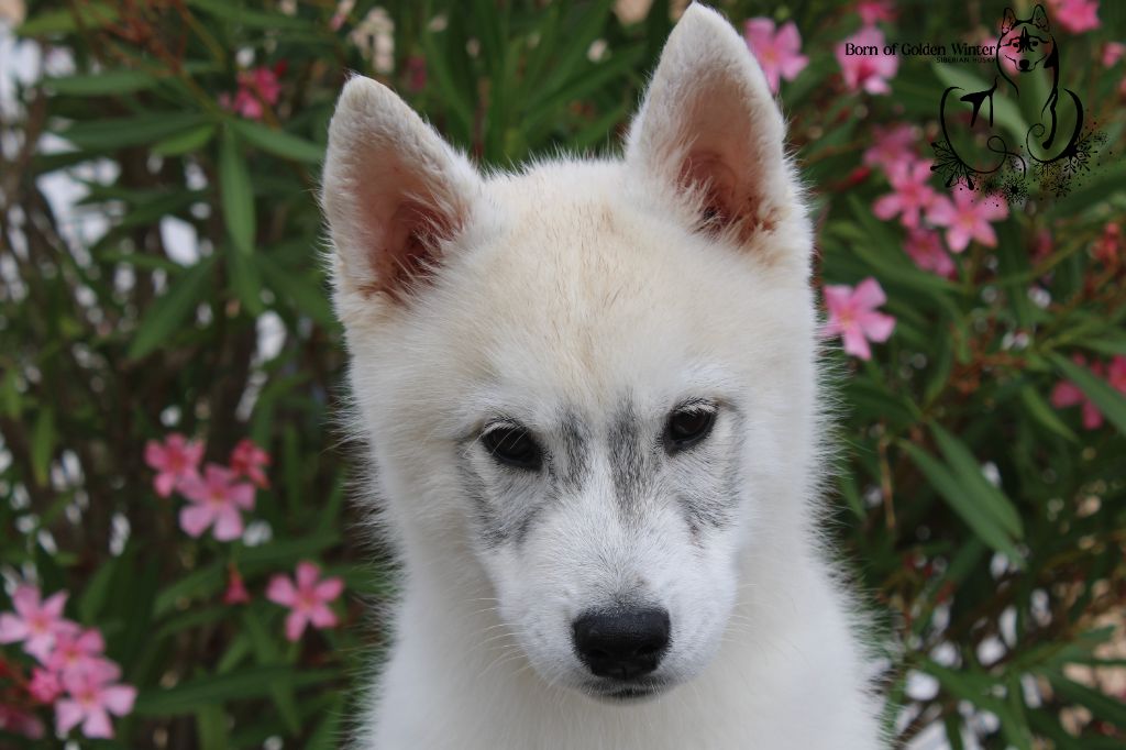 Born Of Golden Winter - Chiots disponibles - Siberian Husky